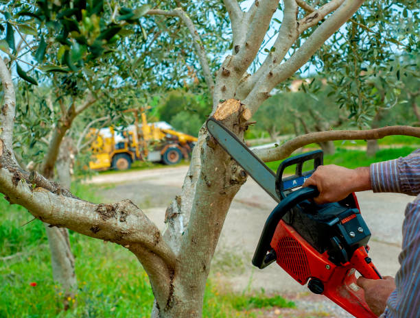 Best Dead Tree Removal  in Snyderville, UT